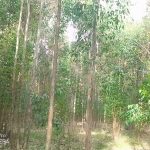 Land for sale in Olkalaou