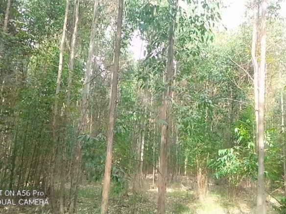 Land for sale in Olkalaou