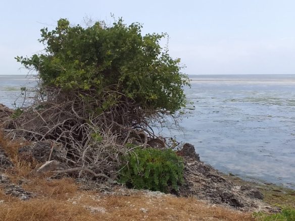 Jacaranda beach 3 acres for sale oceanviews