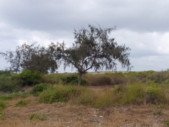 Jacaranda beach 3 acres for sale