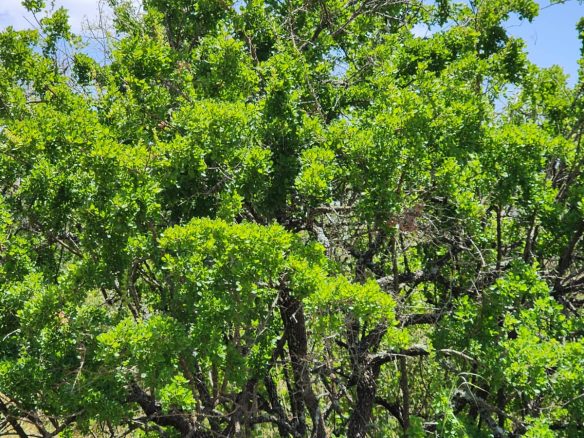150 acre ranch for sale in Mailua Kajiado county