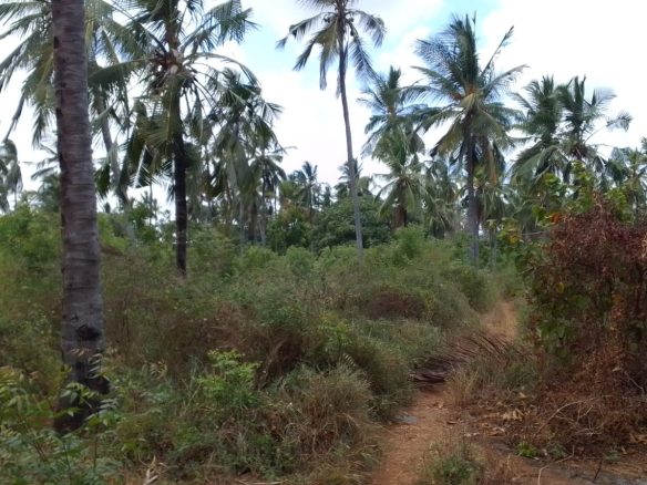 Land for sale in Watamu