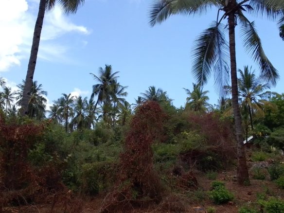 Land for sale in Watamu