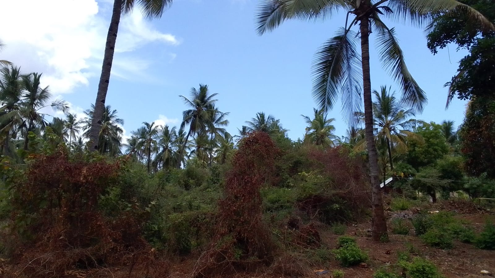 Land for sale in Watamu