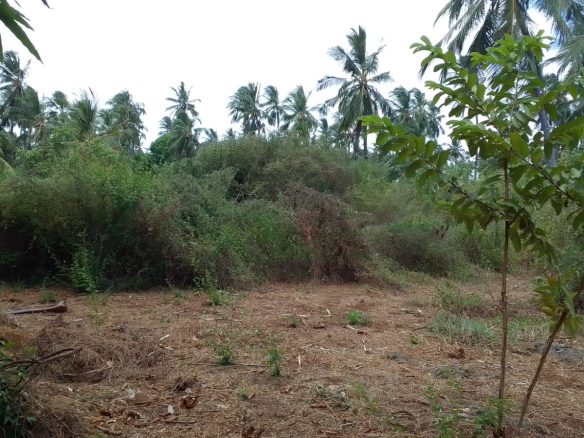 Land for sale in Watamu