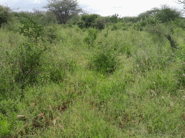 50 Acre ranch for sale in Kajido county