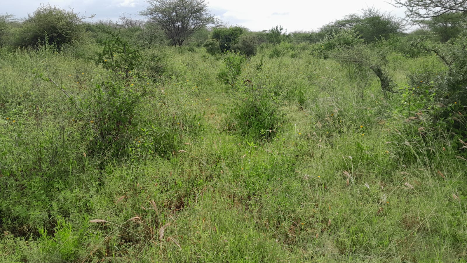 50 Acre ranch for sale in Kajido county