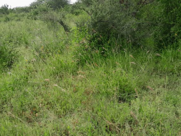 50 Acre ranch for sale in Kajido county
