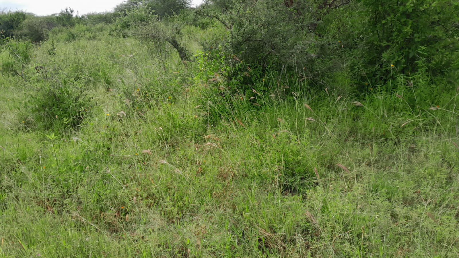 50 Acre ranch for sale in Kajido county