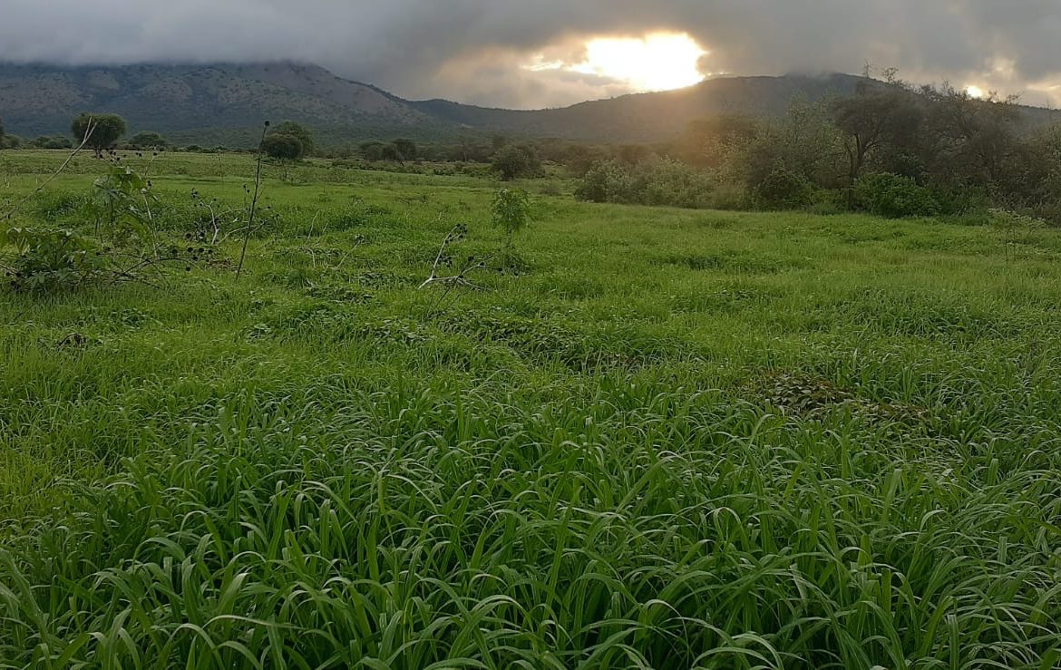 50 Acre ranch for sale in Kajido county