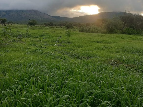 50 Acre ranch for sale in Kajido county