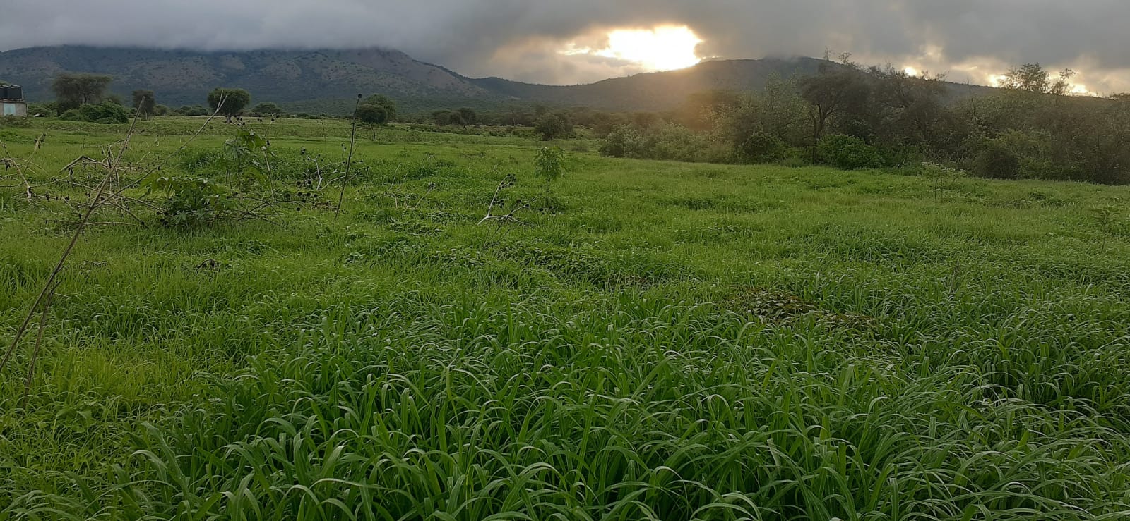 50 Acre ranch for sale in Kajido county