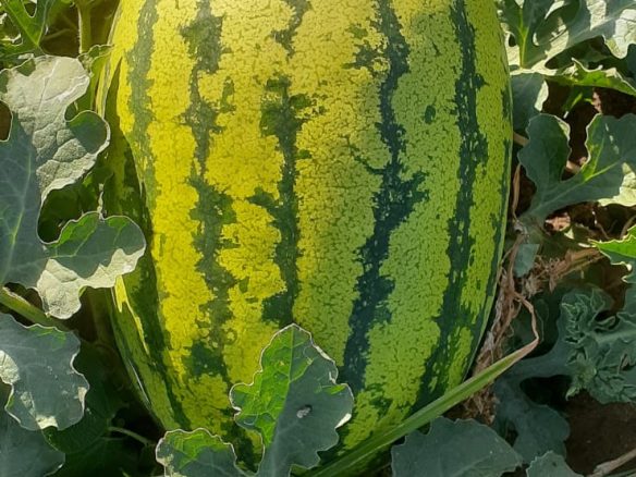 50 Acre ranch for sale in Kajido county