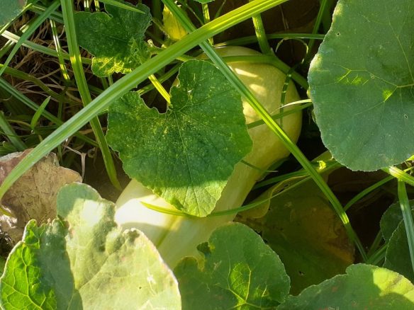 50 Acre ranch for sale in Kajido county