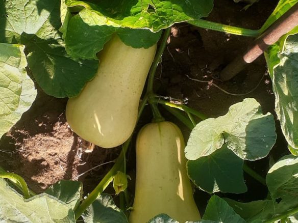 50 Acre ranch for sale in Kajido county