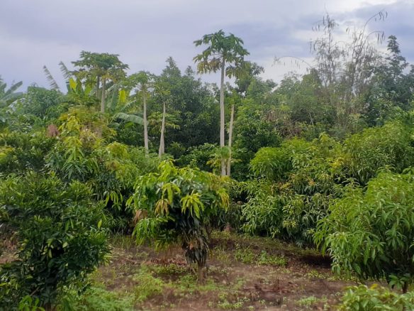 50 Acre ranch for sale in Kajido county