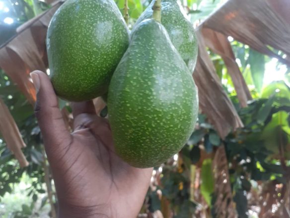 50 Acre ranch for sale in Kajido county