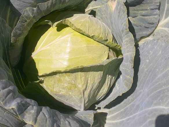 50 Acre ranch for sale in Kajido county