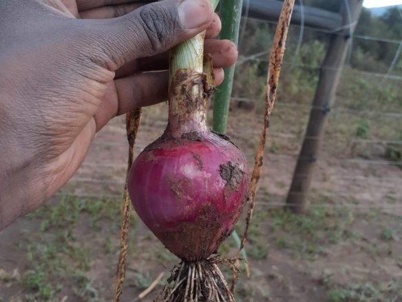 50 Acre ranch for sale in Kajido county