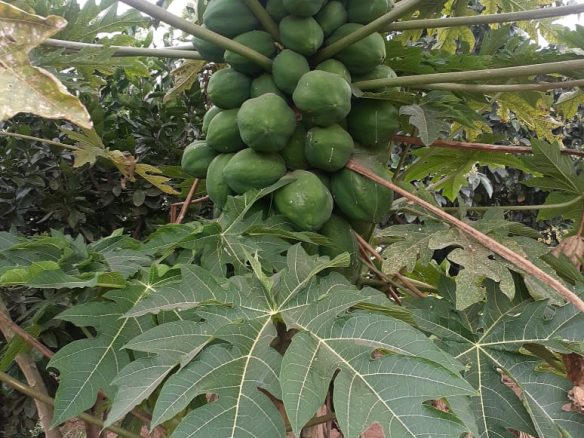 50 Acre ranch for sale in Kajido county