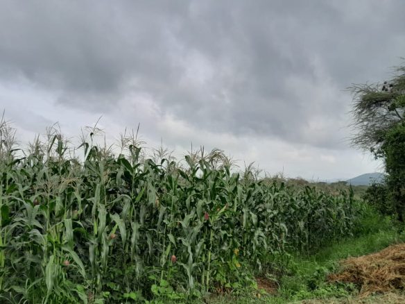 50 Acre ranch for sale in Kajido county