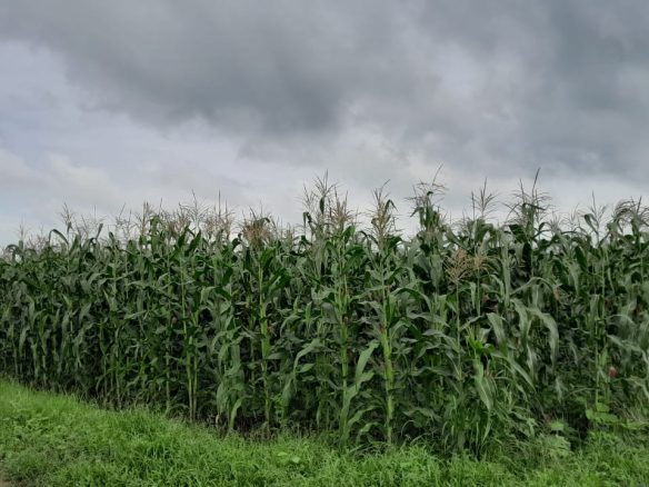 50 Acre ranch for sale in Kajido county