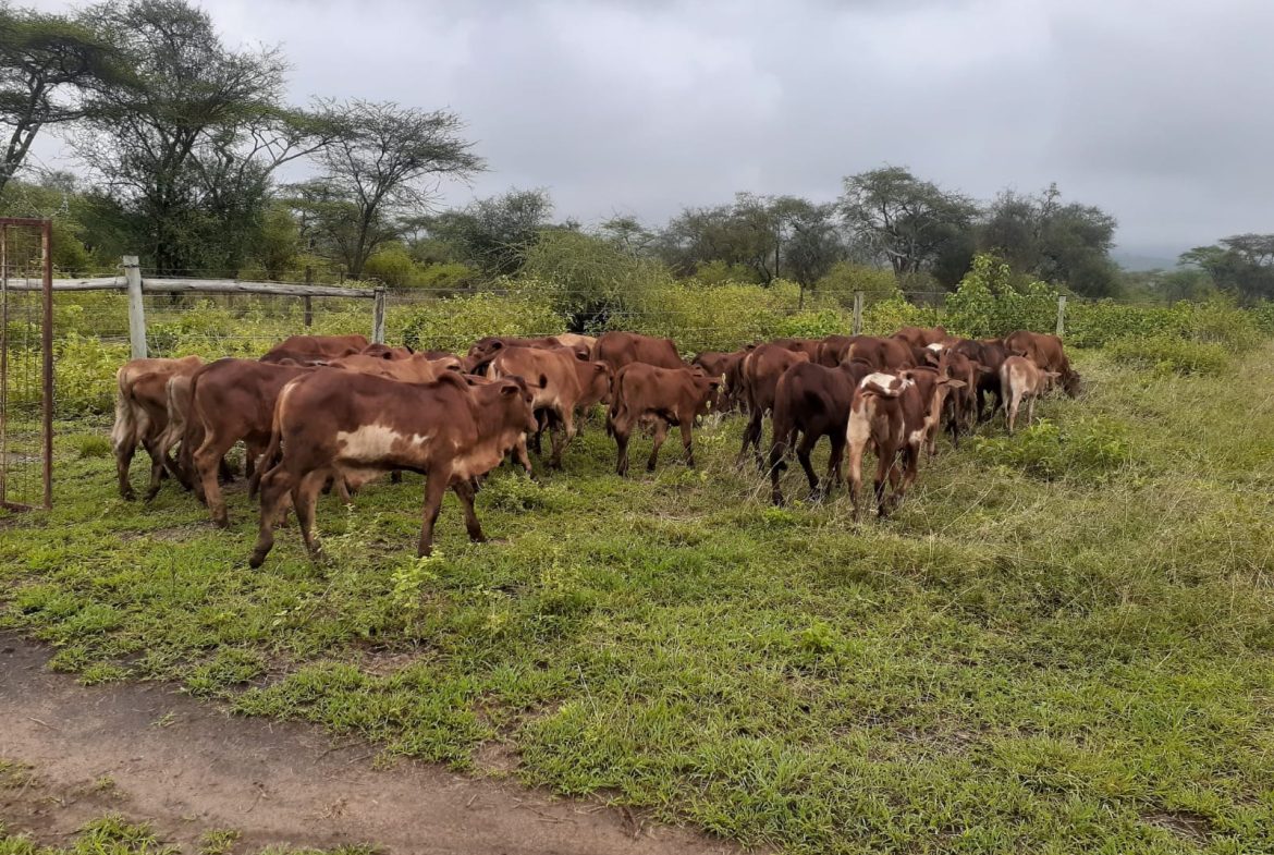 50 Acre ranch for sale in Kajido county