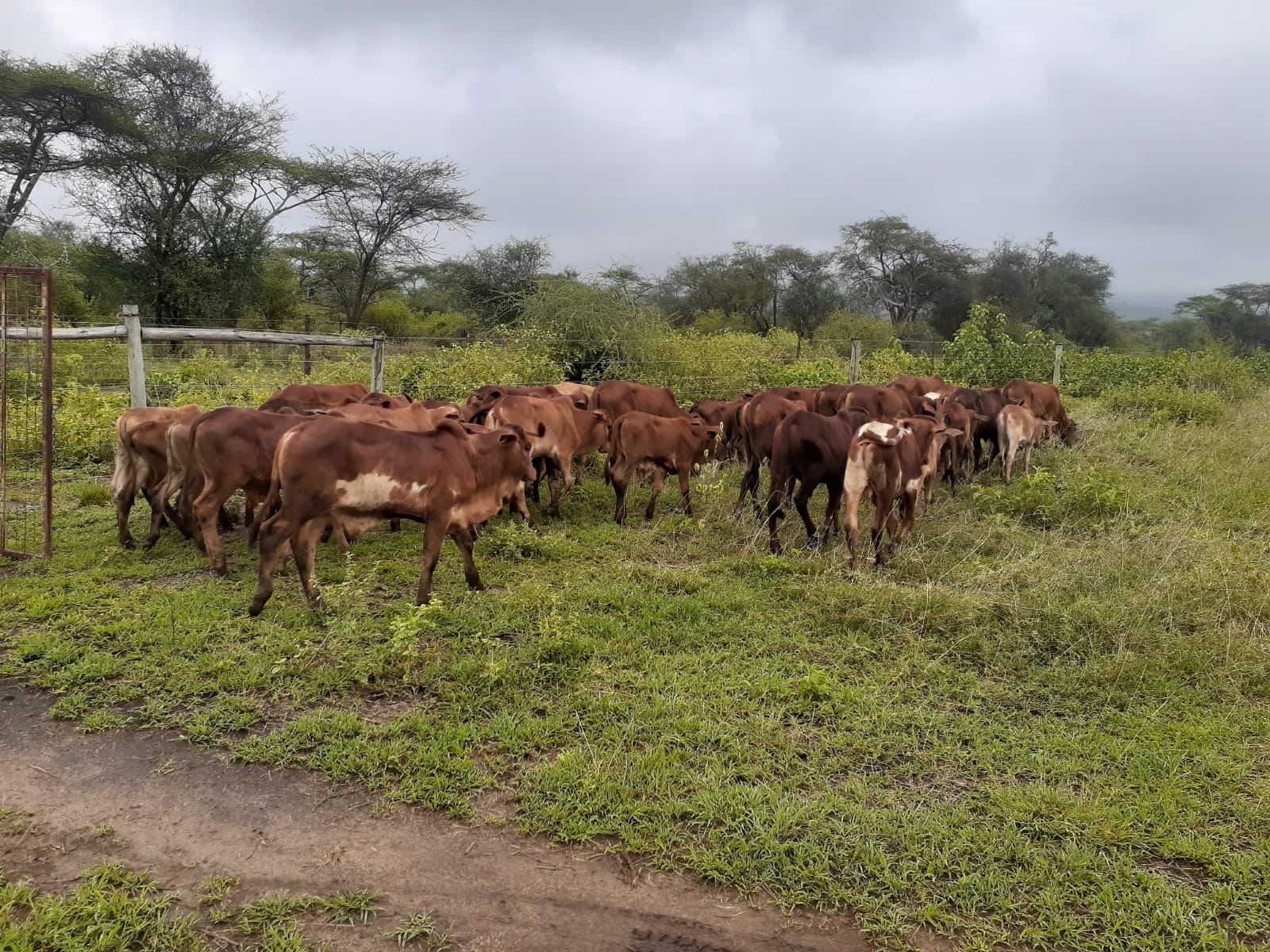 50 Acre ranch for sale in Kajido county