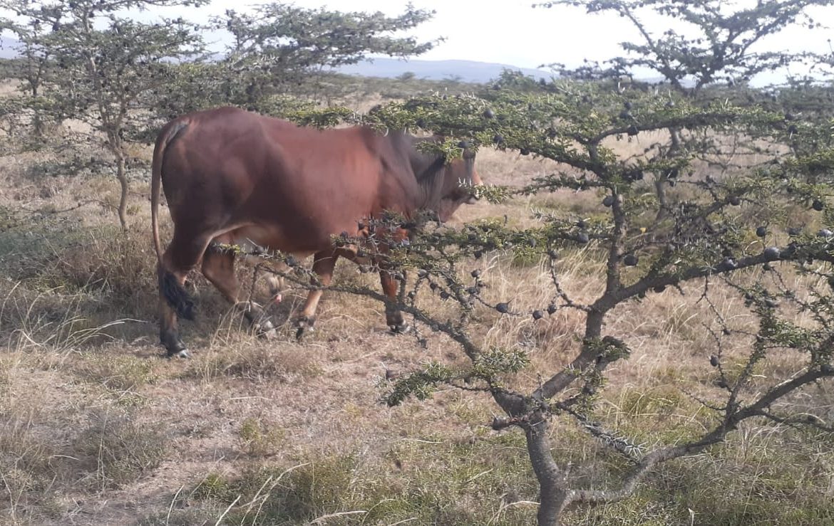 50 Acre ranch for sale in Kajido county