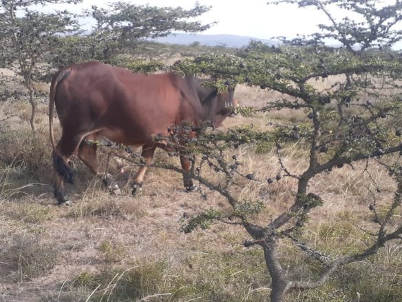 50 Acre ranch for sale in Kajido county