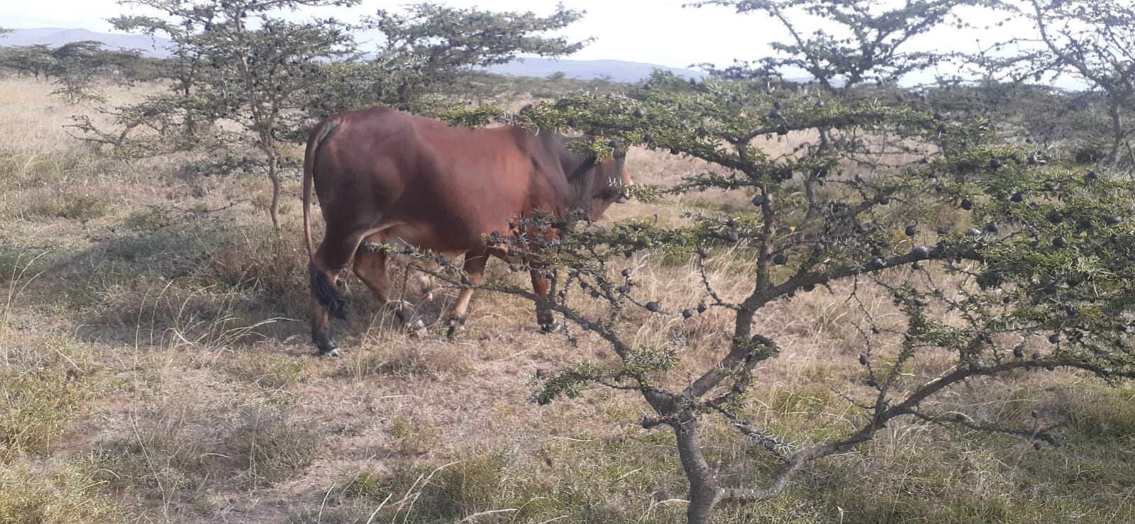 50 Acre ranch for sale in Kajido county