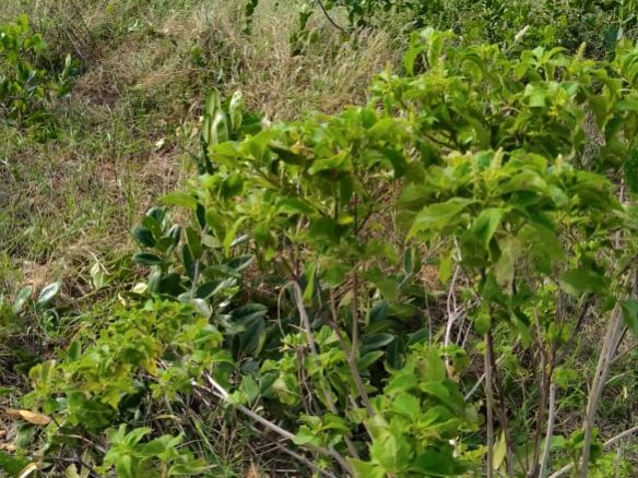 Cleared land for sale in Malindi