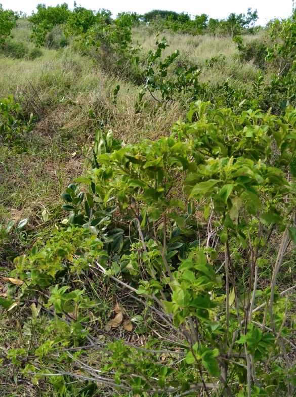 Cleared land for sale in Malindi