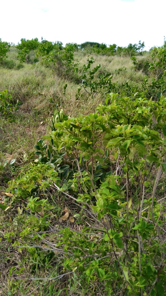 Cleared land for sale in Malindi