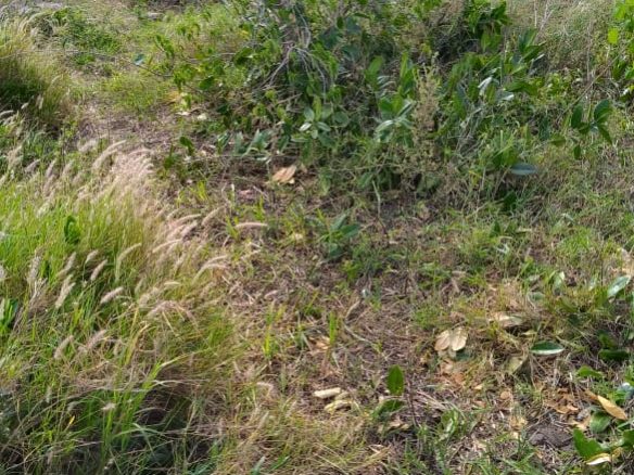 Cleared land for sale in Malindi