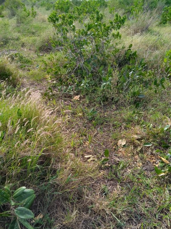 Cleared land for sale in Malindi