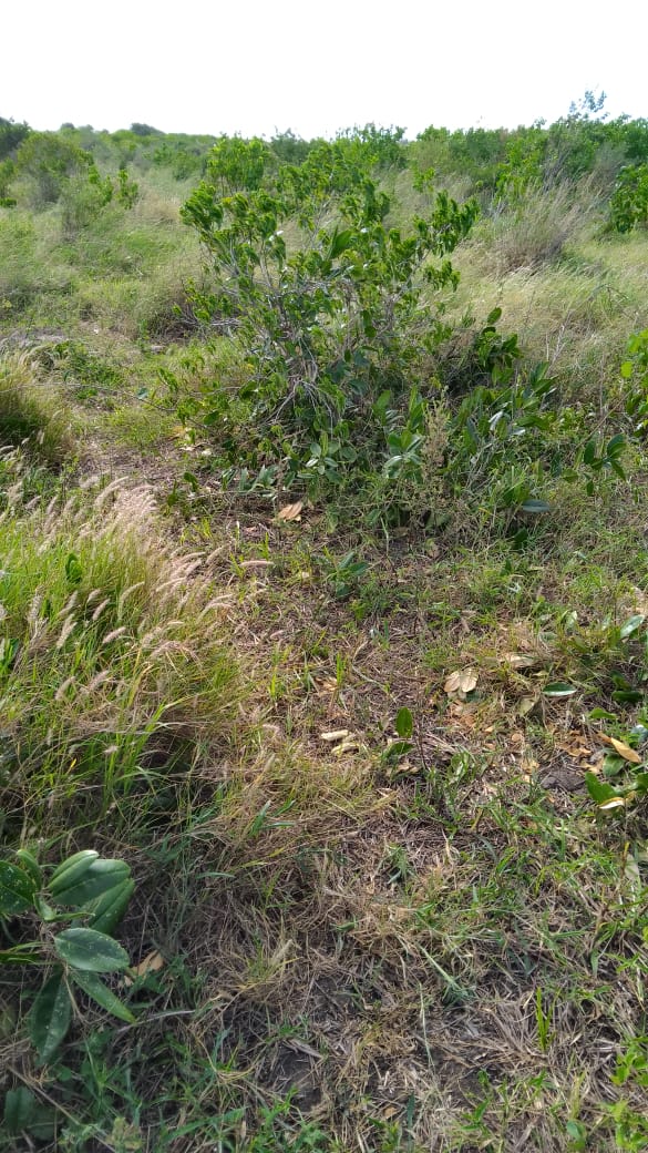 Cleared land for sale in Malindi