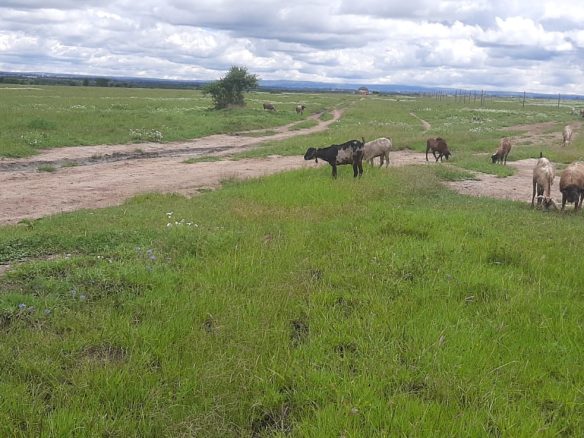 5 Acres for sale in Kitengela