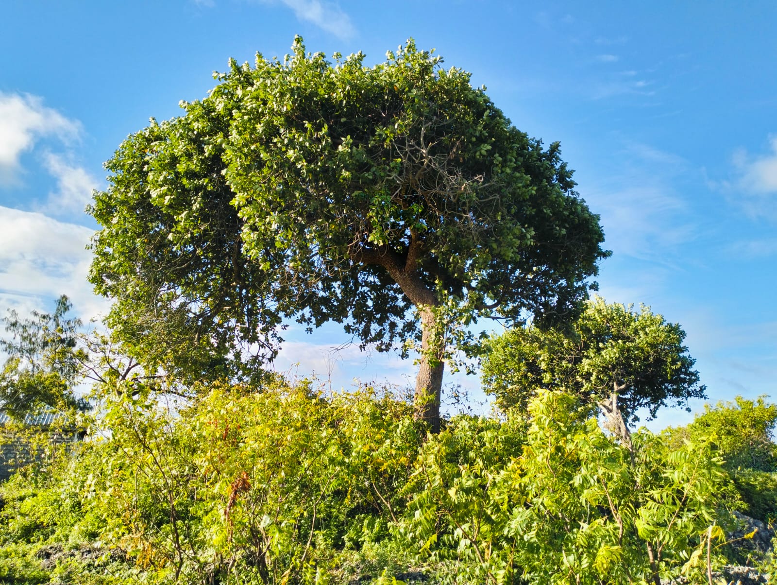 half acre for sale in Watamu