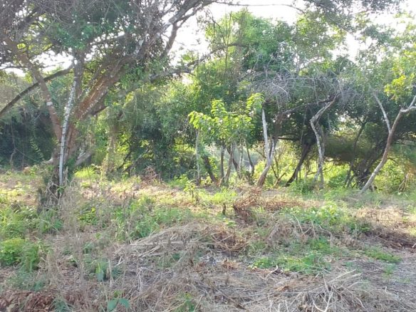 0.5 Acres for sale in Watamu near Garoad Beach