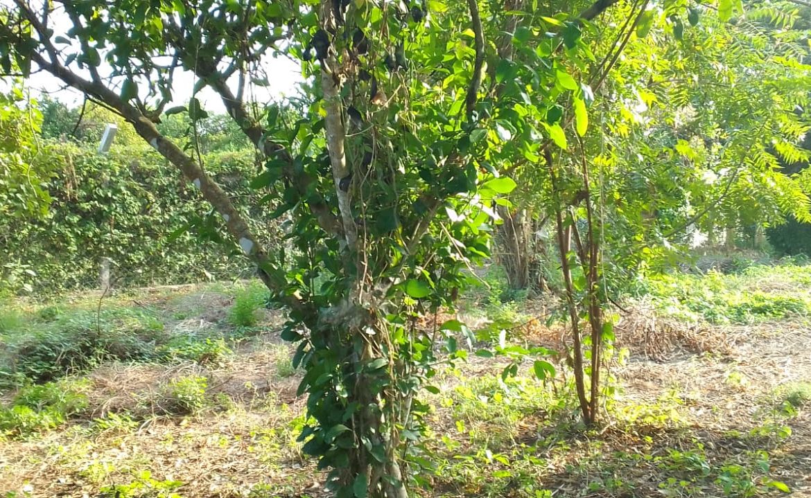 0.5 Acres for sale in Watamu near Garoad Beach