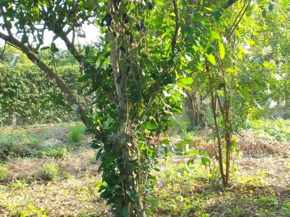0.5 Acres for sale in Watamu near Garoad Beach