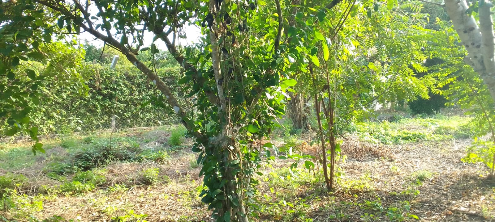 0.5 Acres for sale in Watamu near Garoad Beach