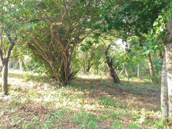 0.5 Acres for sale in Watamu near Garoad Beach