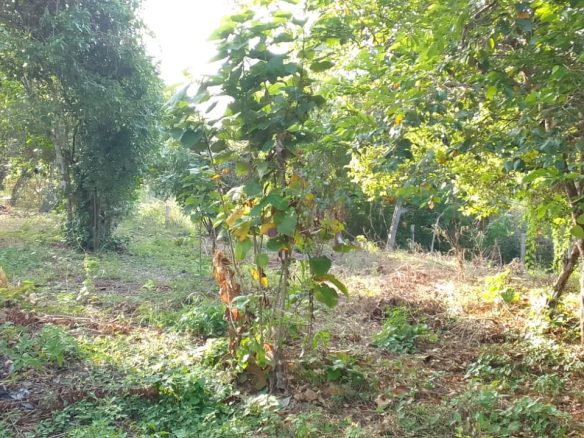 0.5 Acres for sale in Watamu near Garoad Beach