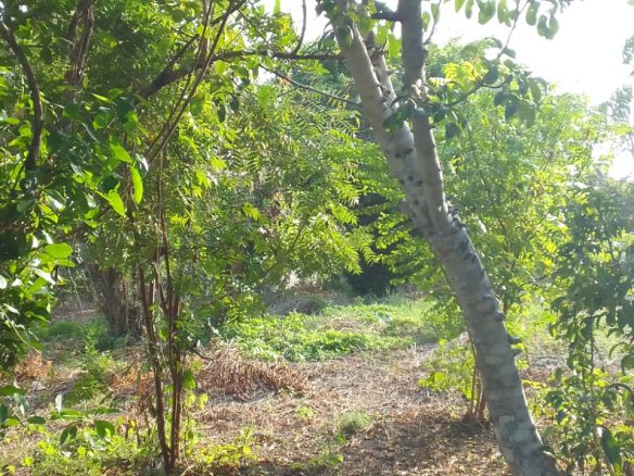 0.5 Acres for sale in Watamu near Garoad Beach