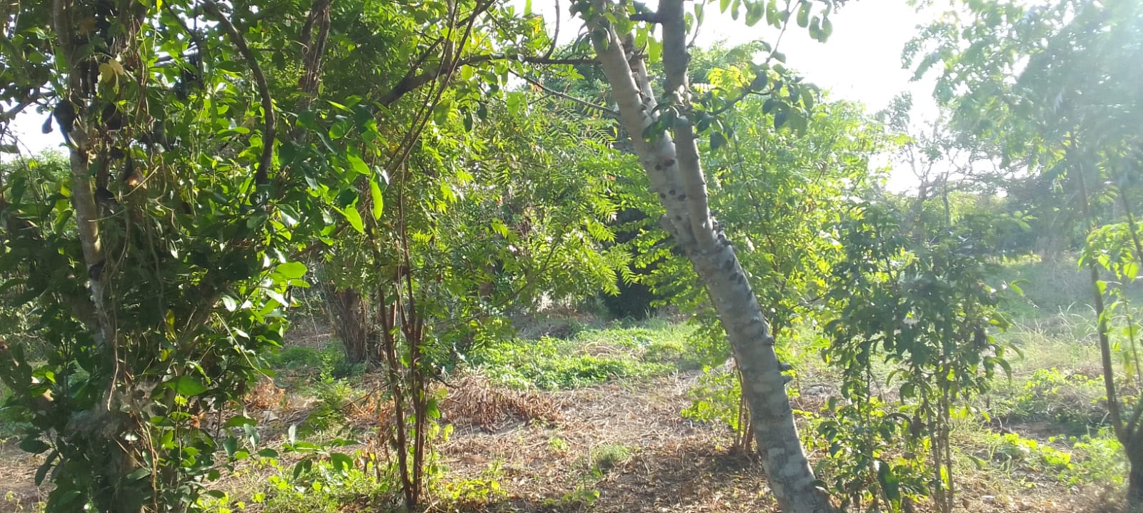 0.5 Acres for sale in Watamu near Garoad Beach