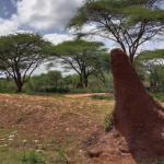 100 Acres for sale in Ngatataek