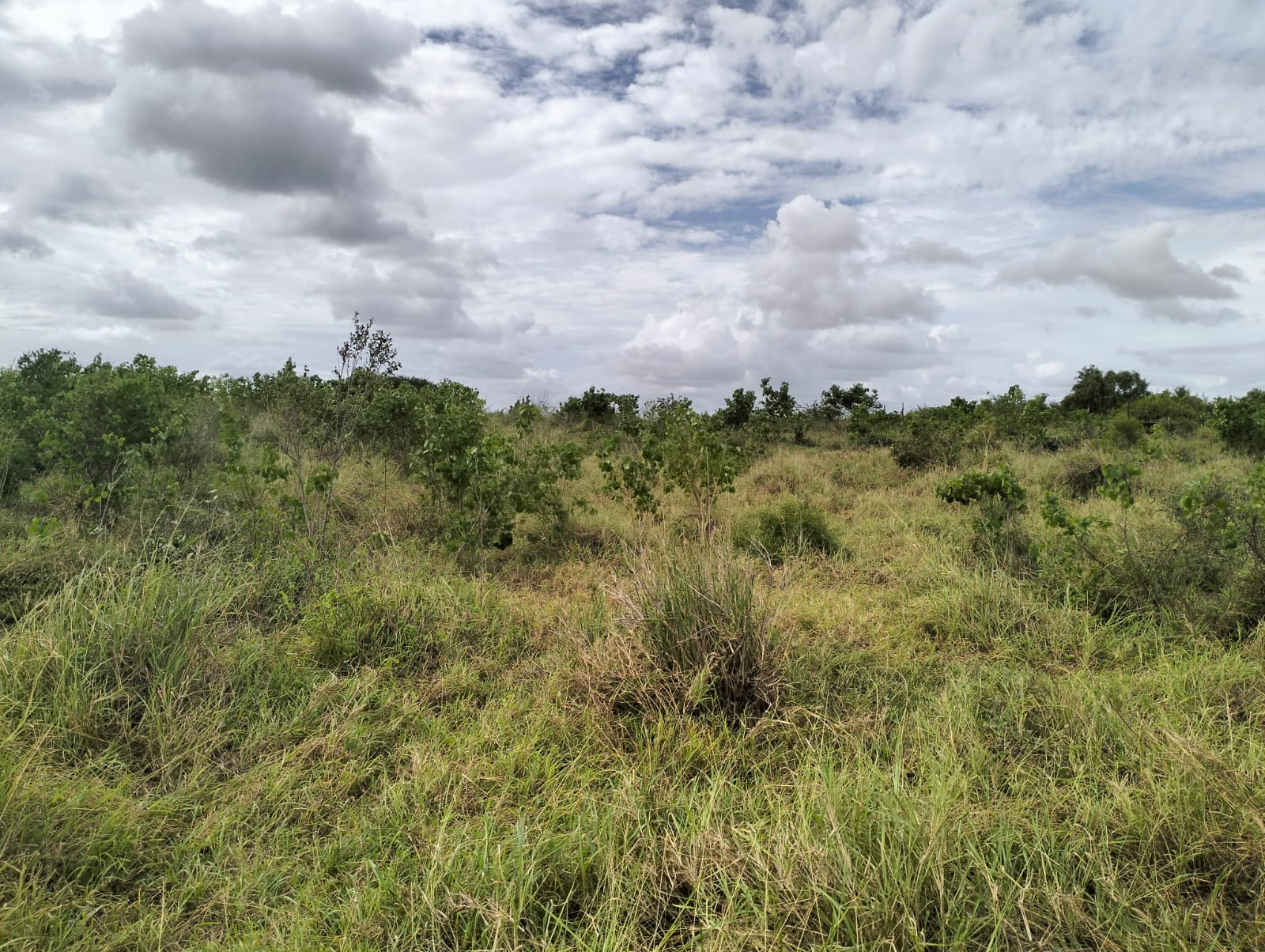 Cleared land for sale in Malindi