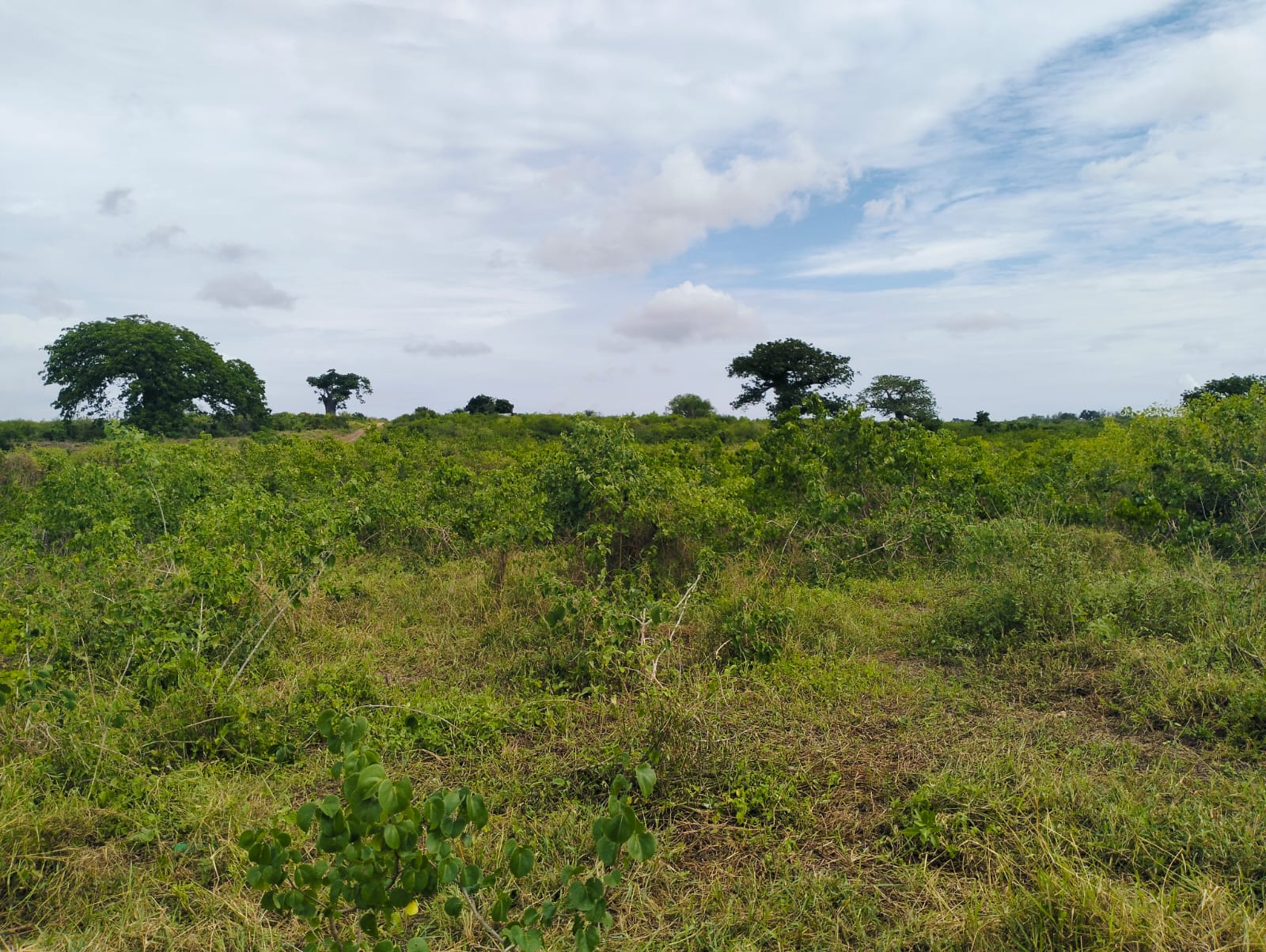 Cleared land for sale in Malindi